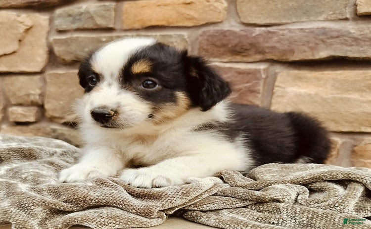 Miniature Australian Shepherd dogs for sale - Ad 2