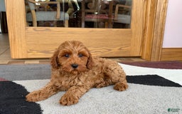 Cockapoo dogs for sale: Ray - Image 3