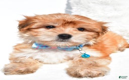 Morkie dogs for sale: Jackson Teacup - Image 2
