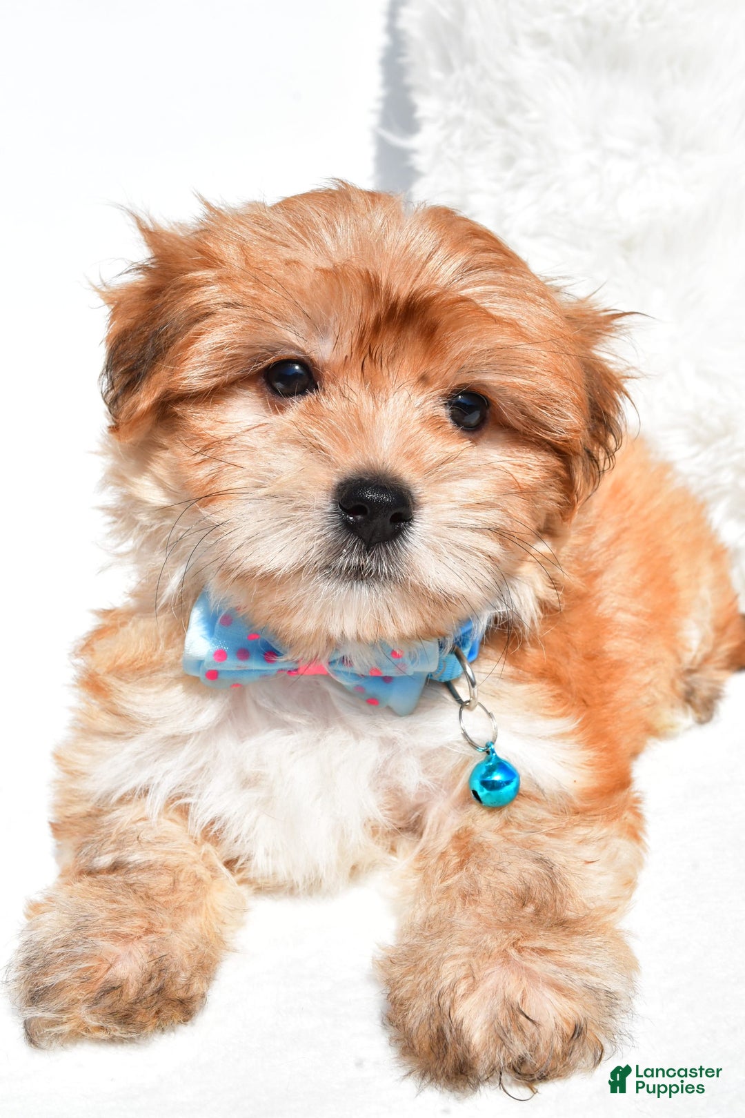 Morkie dogs for sale: Jackson Teacup - Image 2