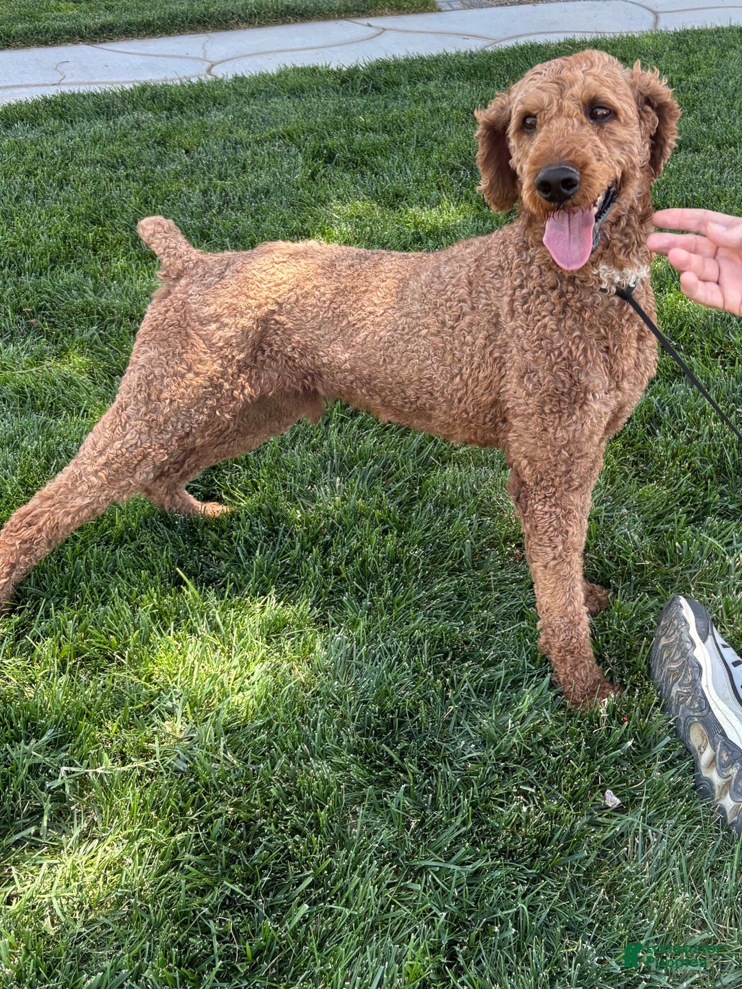 Standard Poodle dogs for sale: Ike - Image 1