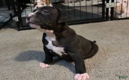 American Bully dogs for sale: Knight - Image 5