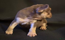 French Bulldog dogs for sale: Nova - Image 4