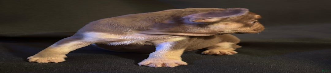 Nova
