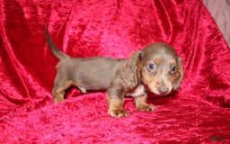 Miniature Dachshund dogs for sale: Bingo - Image 22
