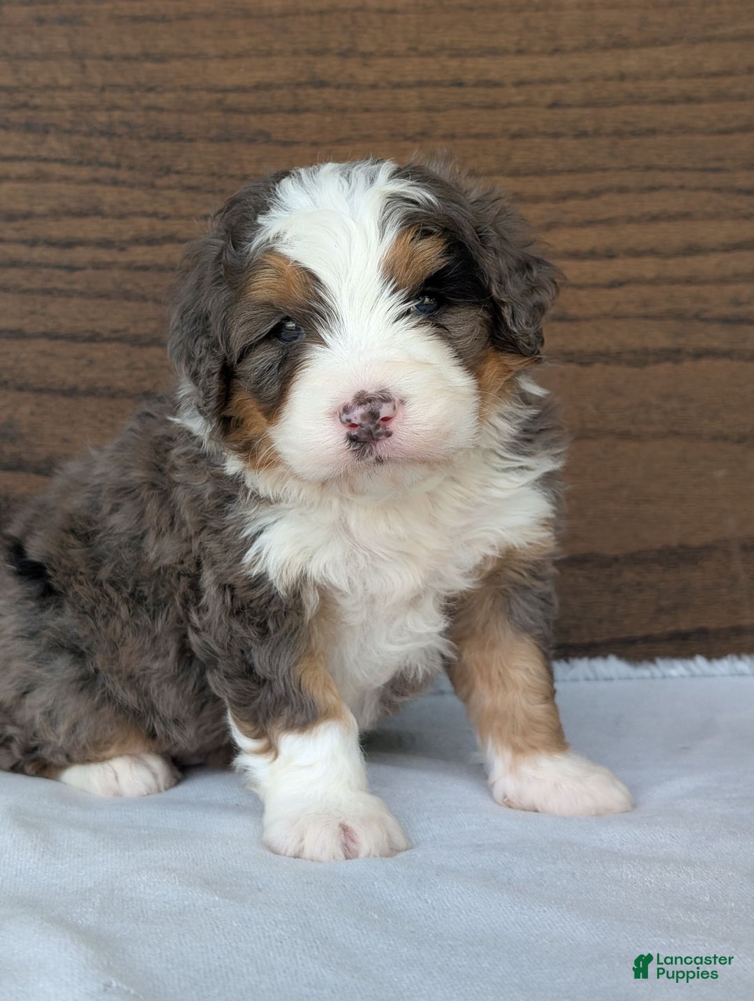 Mini Bernedoodle dogs for sale: Louie - Image 20