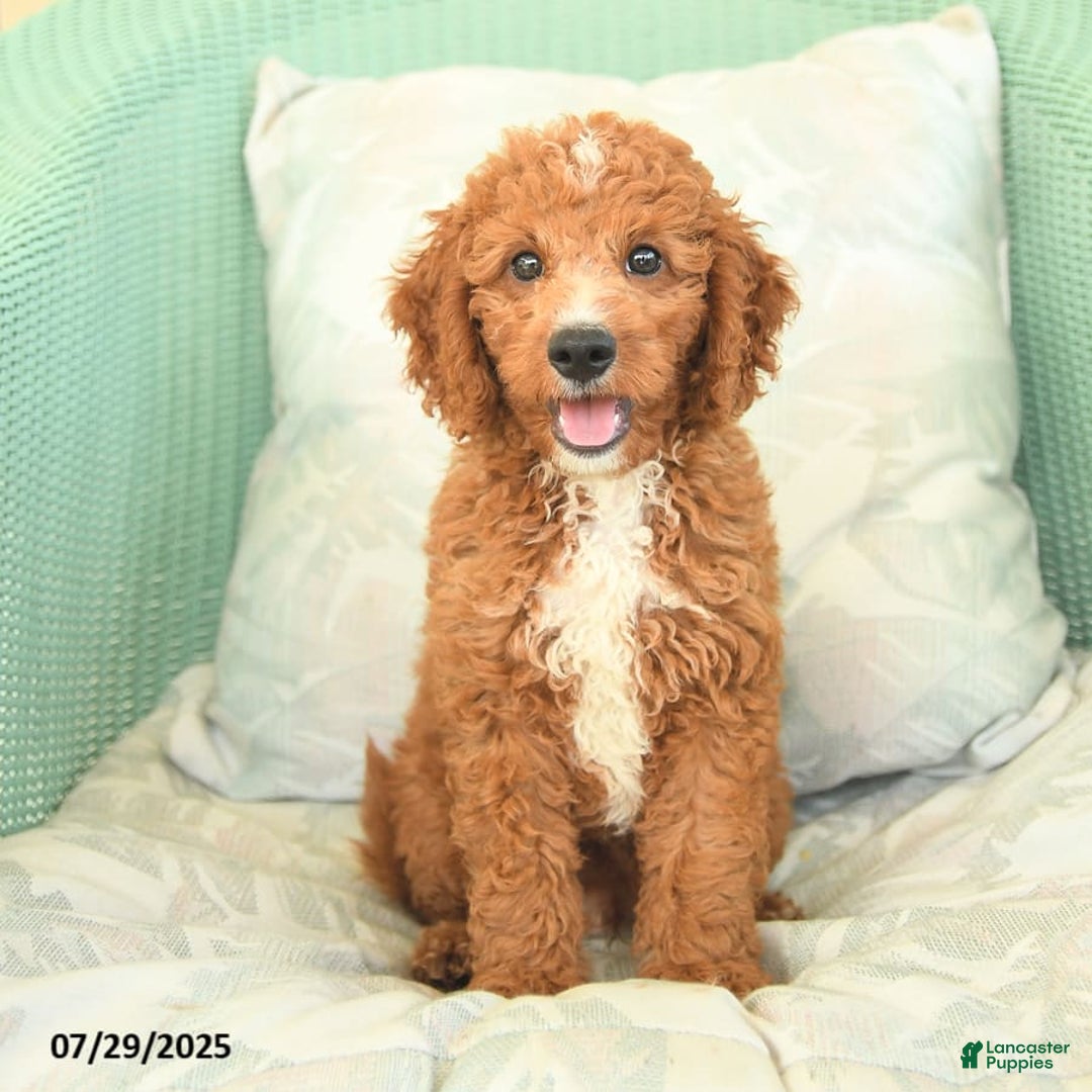 Cavapoo dogs for sale: Frito - Image 9