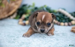 Chihuahua dogs for sale: Nitro - Image 2