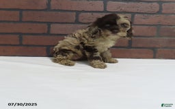 Cockapoo dogs for sale: Teresa - Image 2