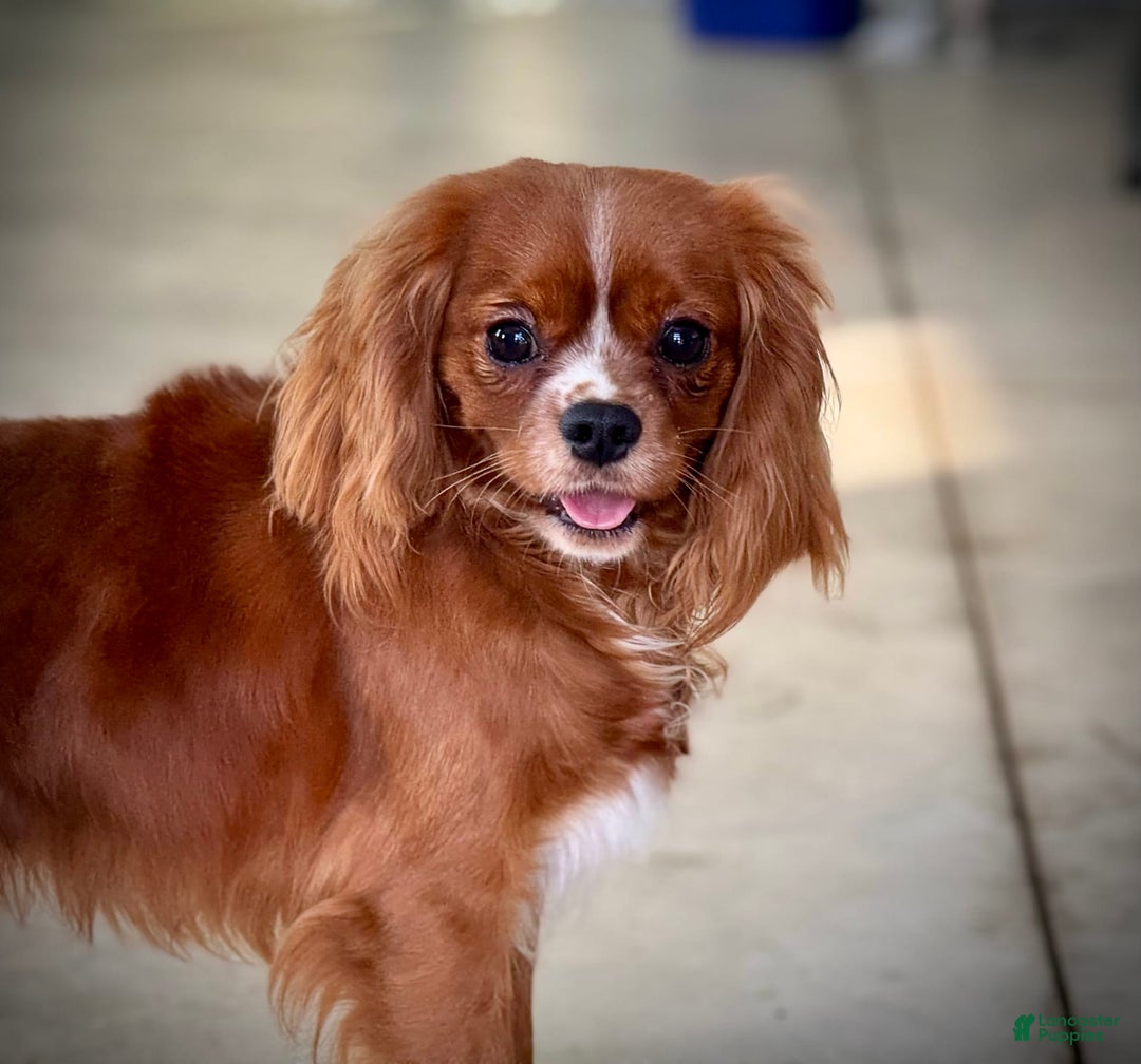 Cavalier King Charles Spaniel dogs for sale: Louie - Image 27