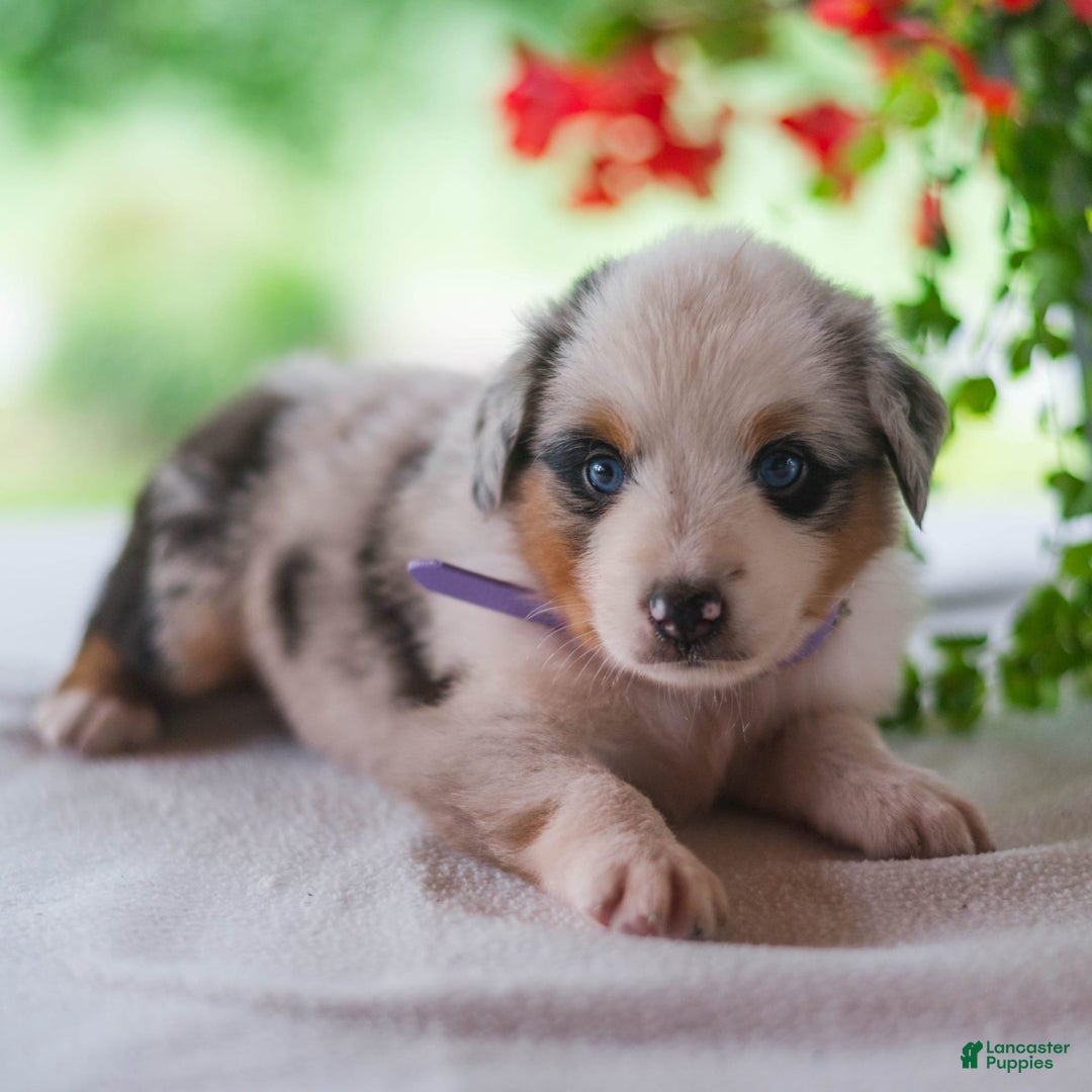Miniature Australian Shepherd dogs for sale: Tootsie - Image 4