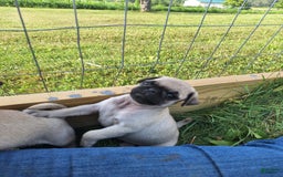 Pug dogs for sale: Pug 3 puppies - Image 3