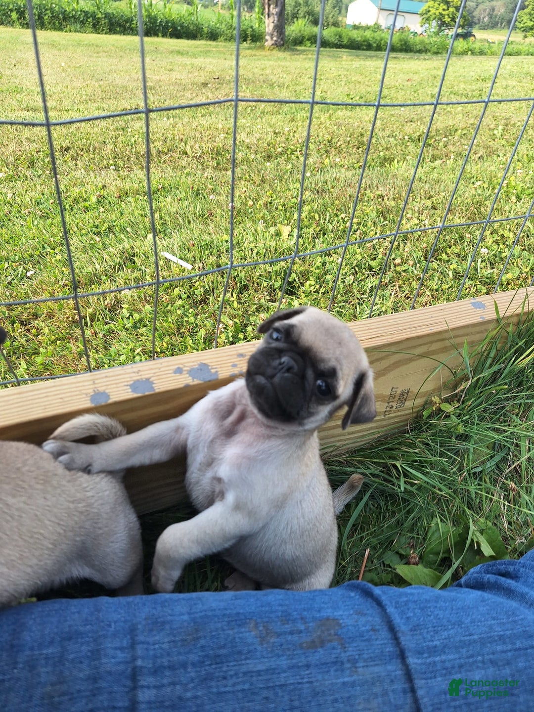 Pug dogs for sale: Pug 3 puppies - Image 3