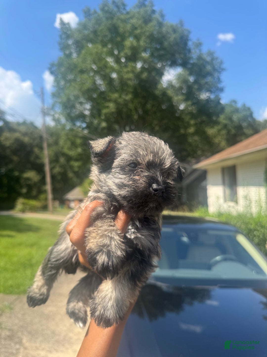 Miniature Schnauzer dogs for sale: Juptier - Image 3