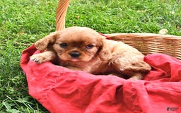 Cavalier King Charles Spaniel dogs for sale: Flossie - Image 9