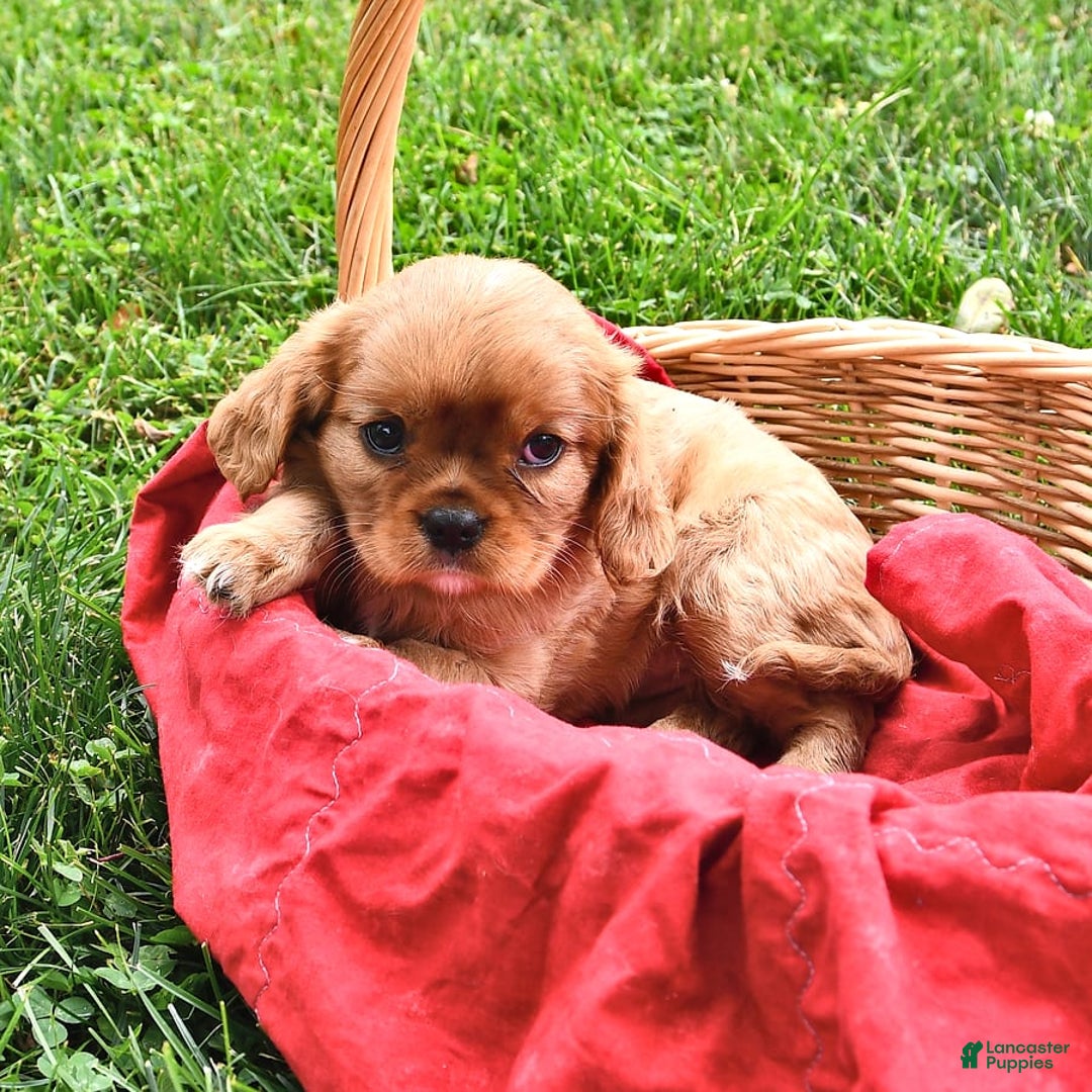 Cavalier King Charles Spaniel dogs for sale: Flossie - Image 9