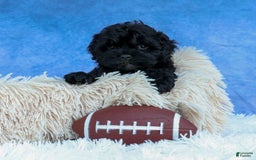 Shihpoo dogs for sale: Kia - Image 22