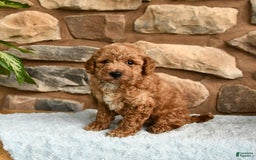 Miniature Poodle dogs for sale: Bubbles - Image 5