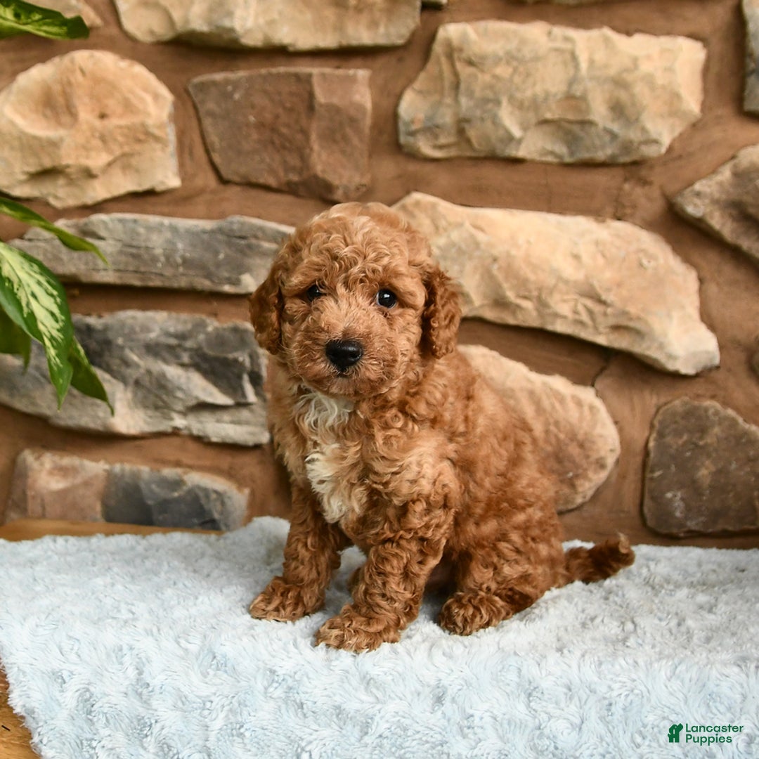 Miniature Poodle dogs for sale: Bubbles - Image 5