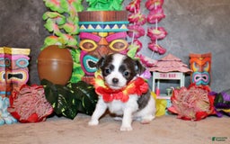 Chihuahua dogs for sale: Artie - Image 2