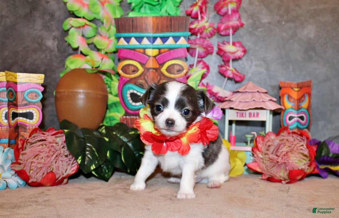 Chihuahua dogs for sale: Artie - Image 2