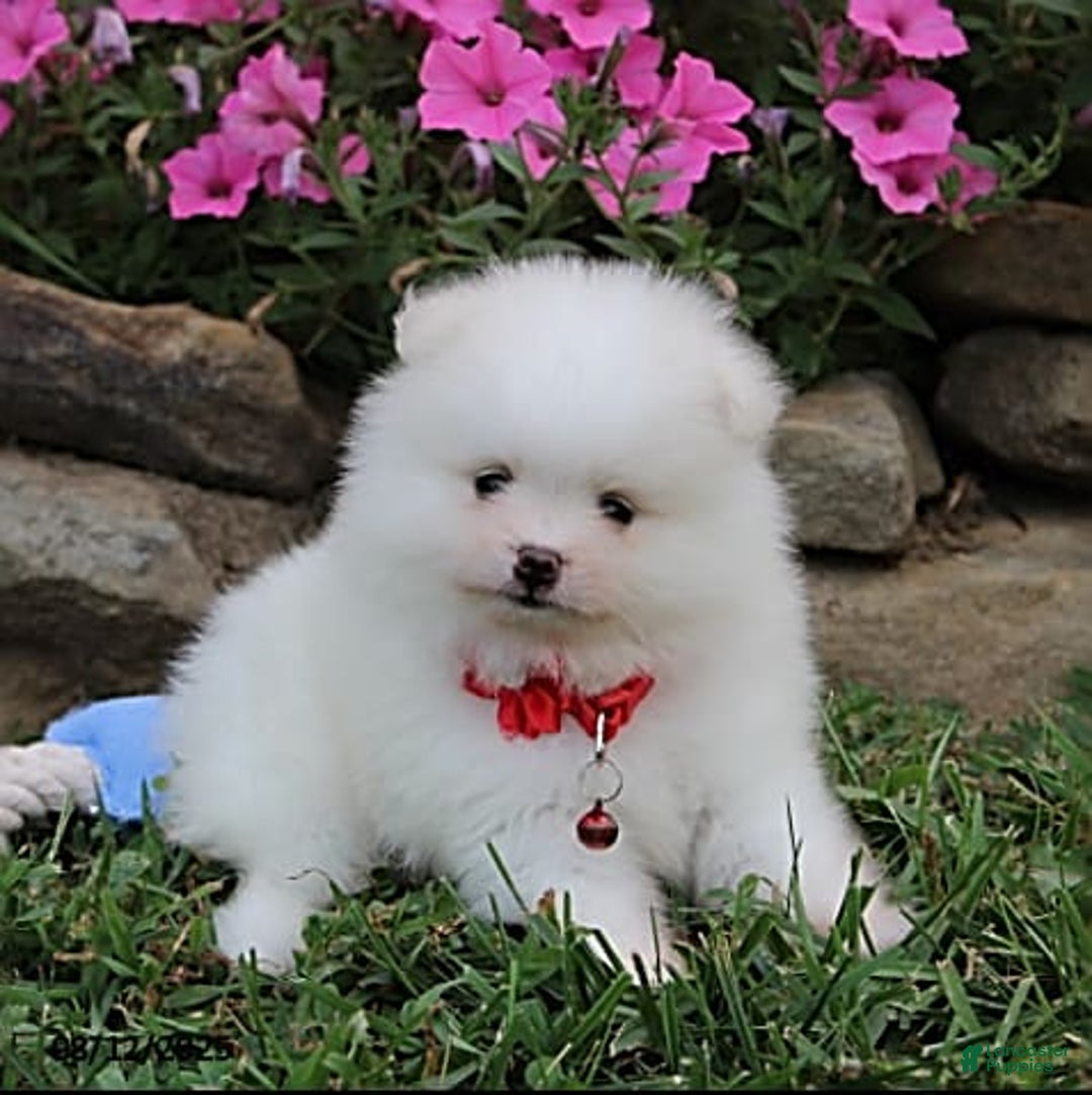 Pomeranian dogs for sale: Kaden - Image 9