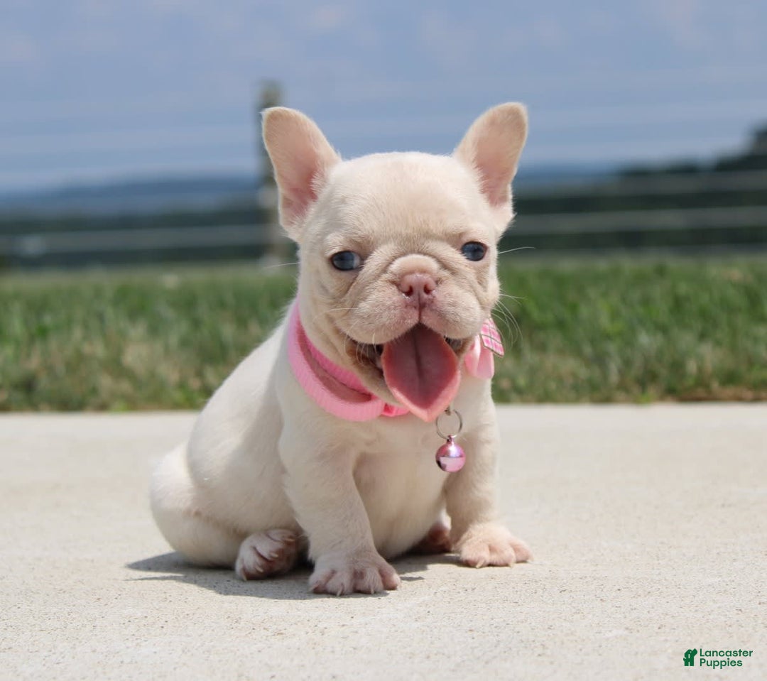 French Bulldog dogs for sale: Minty - Image 2
