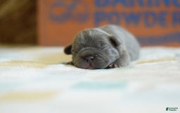 French Bulldog dogs for sale: Brown collar - Image 2