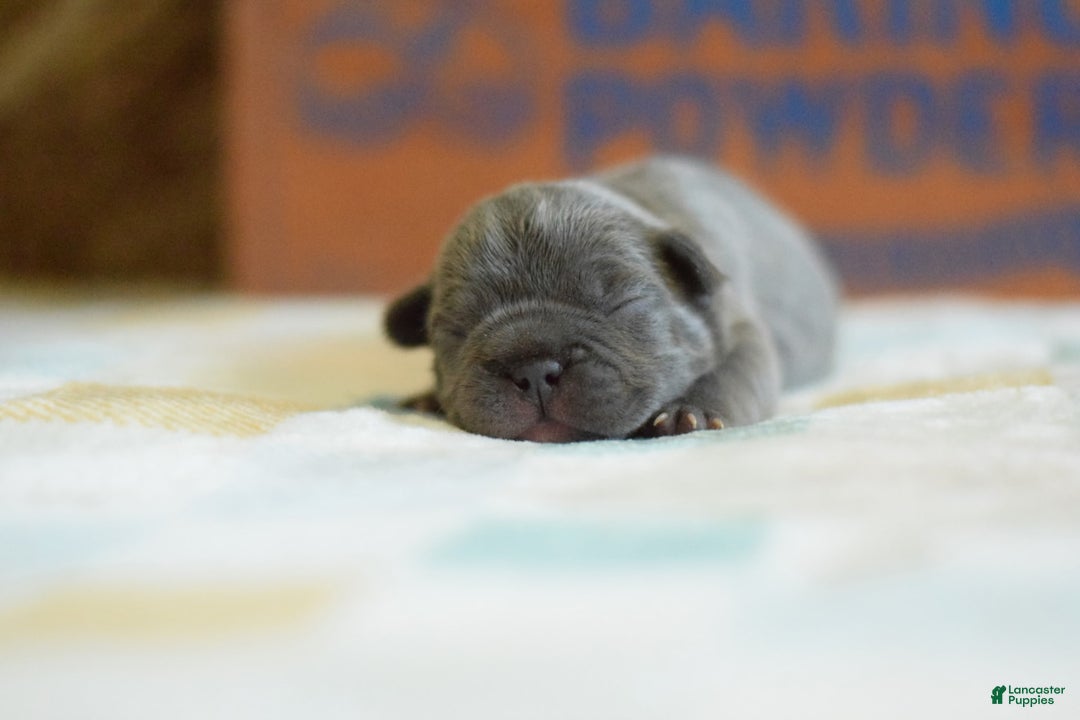 French Bulldog dogs for sale: Brown collar - Image 2