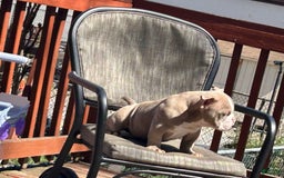 American Bully dogs for sale: Valentino - Image 1