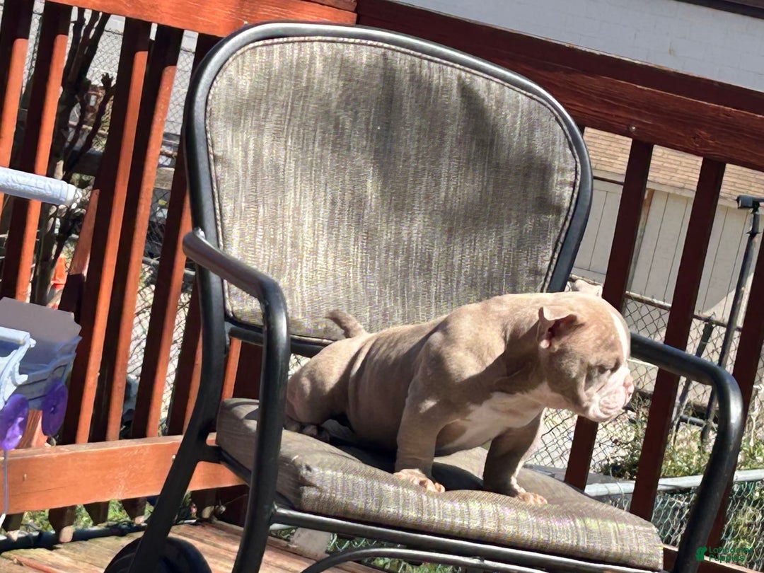 American Bully dogs for sale: Valentino - Image 1