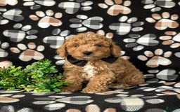 Mini Goldendoodle dogs for sale: Hank Hypoallergenic - Image 1