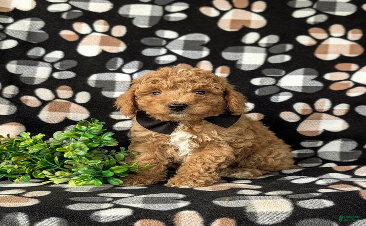 Mini Goldendoodle dogs for sale - Ad 3