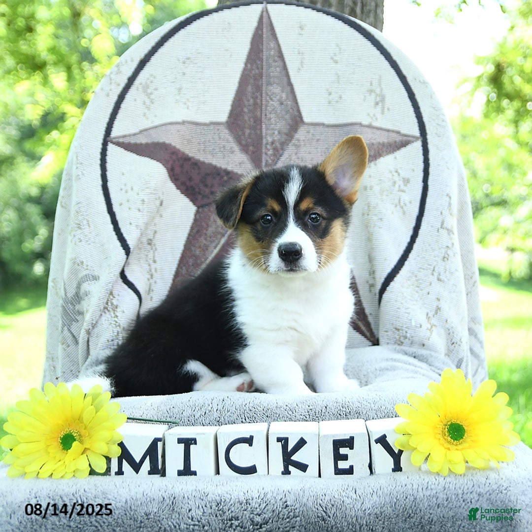 Welsh Corgi Pembroke dogs for sale: Mickey - Image 2