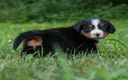 Bernese Mountain Dog dogs for sale: Simon - Image 1