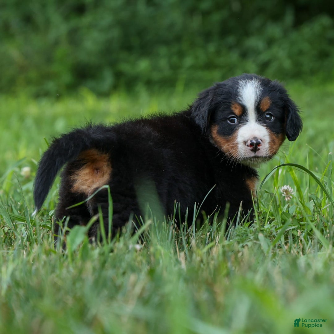 Bernese Mountain Dog dogs for sale: Simon - Image 1