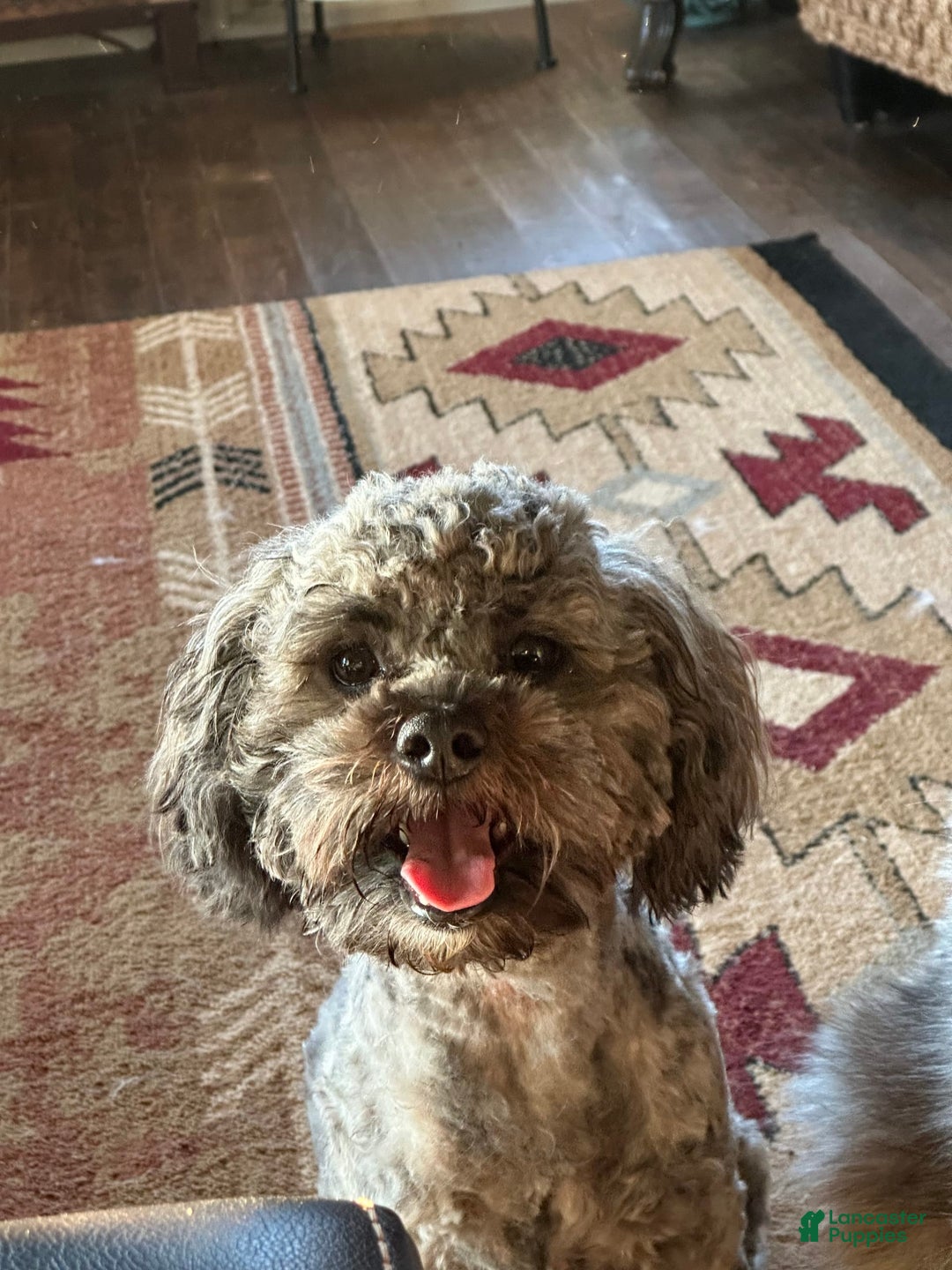 Shihpoo dogs for sale: Pickles - Image 8