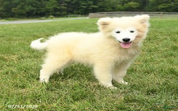 Samoyed dogs for sale: Daisy - Image 6