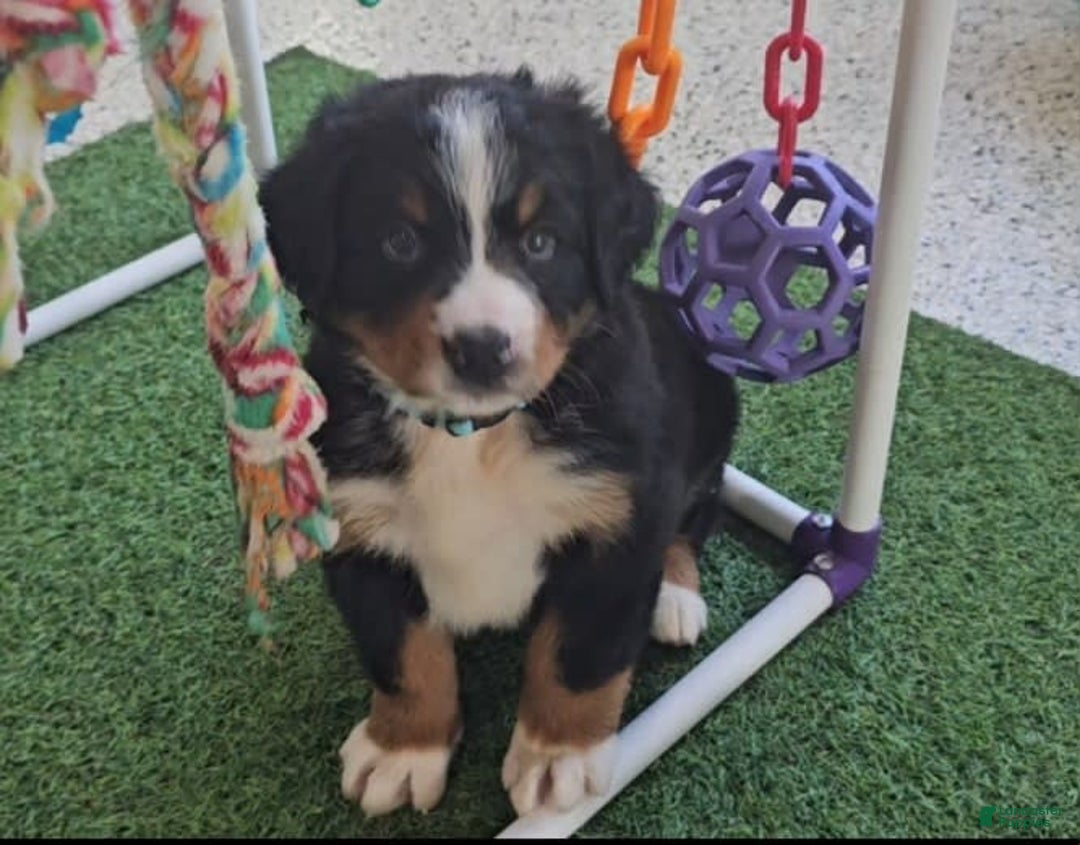 Bernese Mountain Dog dogs for sale: Sparkler - Image 2