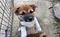 Shiba Inu dogs for sale: Scooby - Image 1