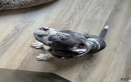 American Bully dogs for sale: Ryder - Image 6