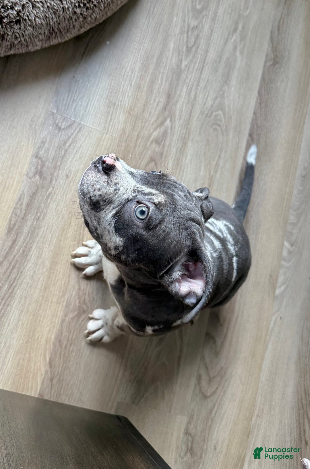 American Bully dogs for sale: Ryder - Image 6