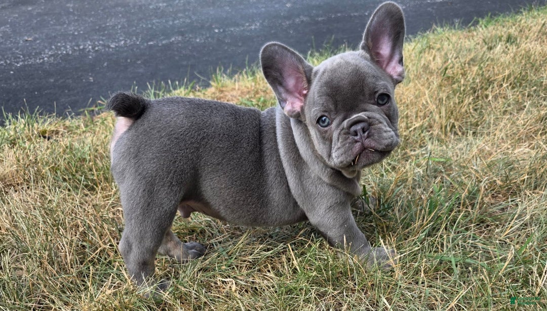 French Bulldog dogs for sale: Remi - Image 1
