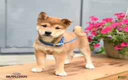 Shiba Inu dogs for sale: Ray - Image 1