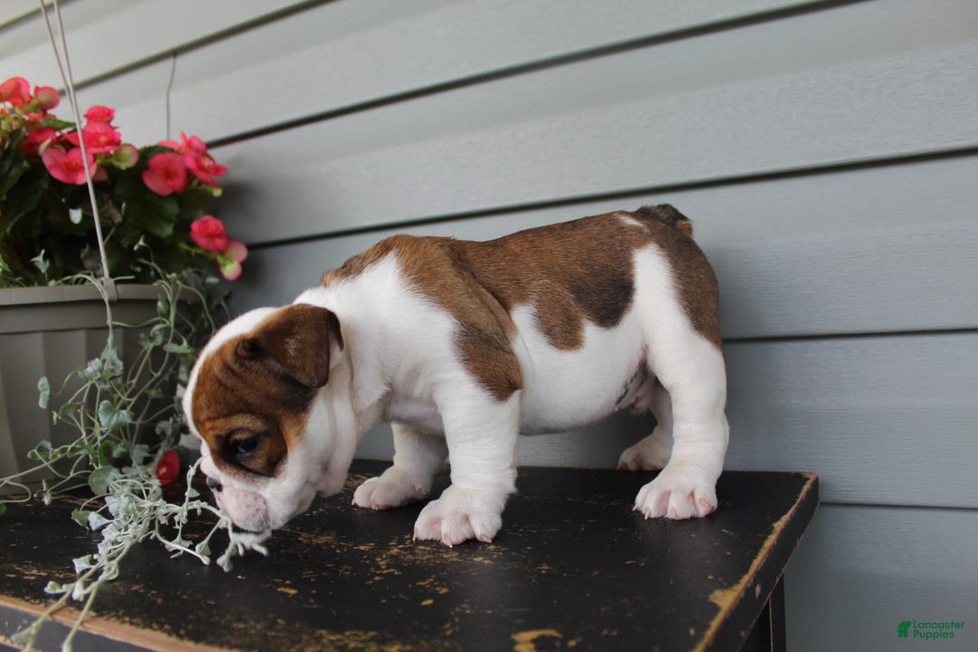 English Bulldog dogs for sale: Raisin - Image 7