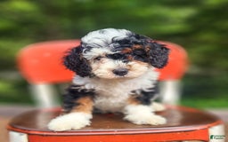 Mini Bernedoodle dogs for sale: Weber - Image 1