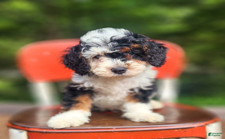 Mini Bernedoodle dogs for sale - Ad 1