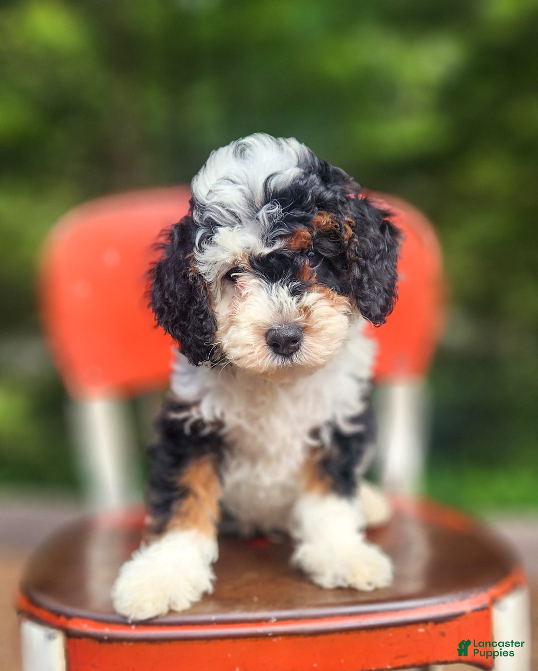 Mini Bernedoodle dogs for sale: Weber - Image 1