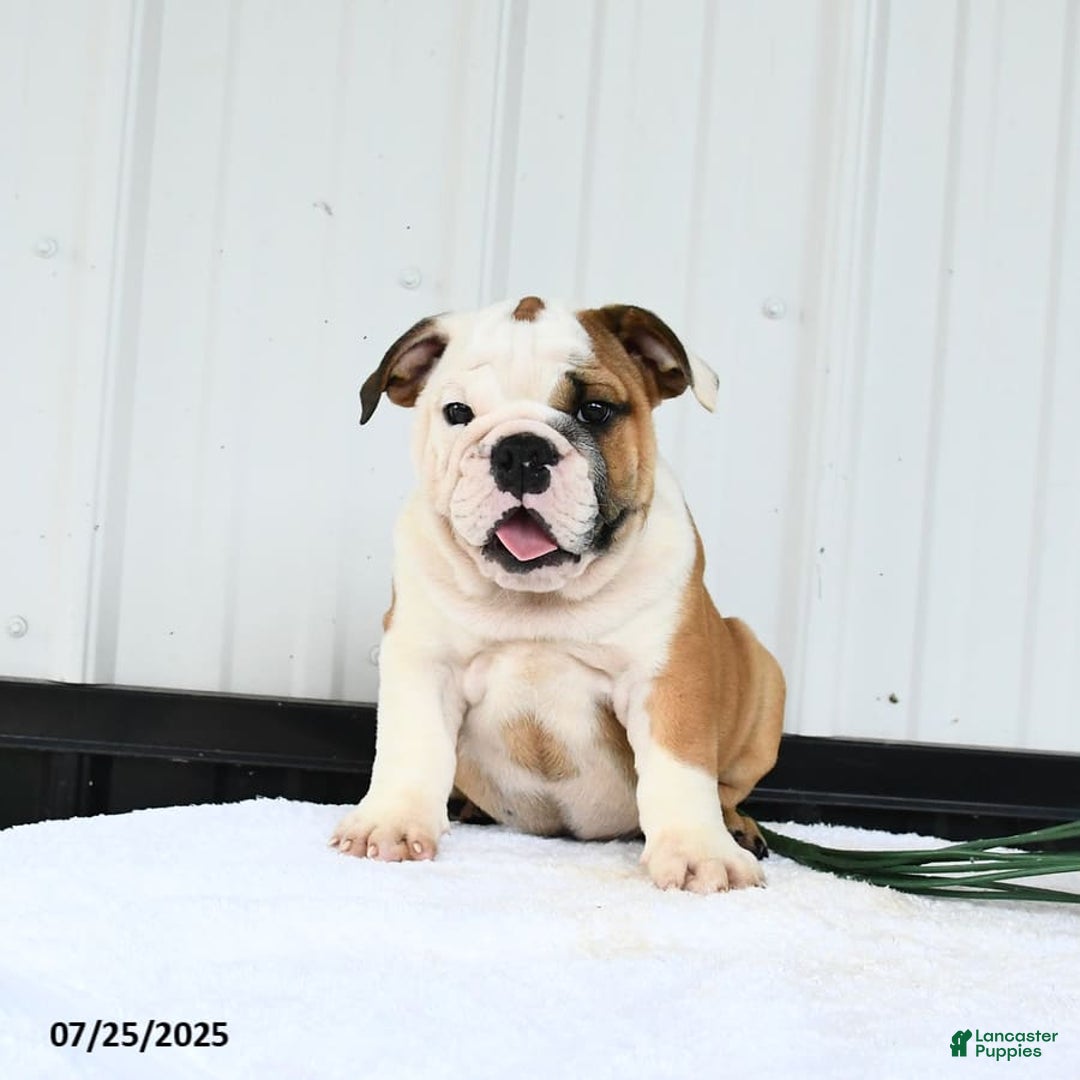 English Bulldog dogs for sale: English Bulldog 6 puppies - Image 1