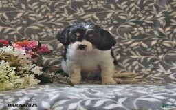 Cavapoo dogs for sale: Blazer - Image 2